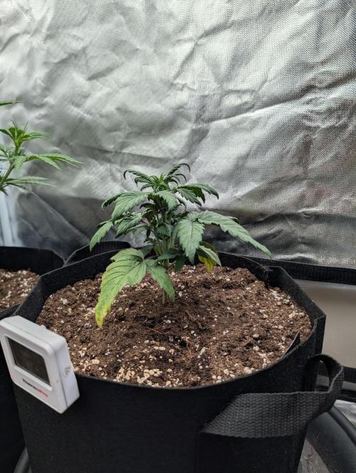 Strawberry Gorilla. Week 3