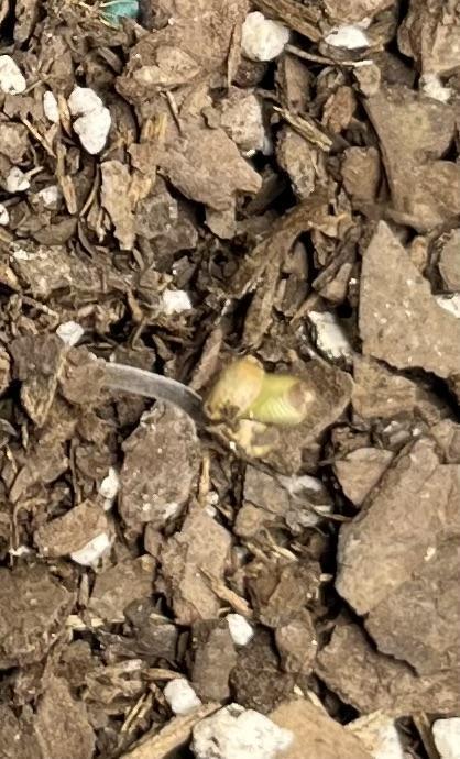 Autos 2026 first run. Week 0 - Right
Apple Pie