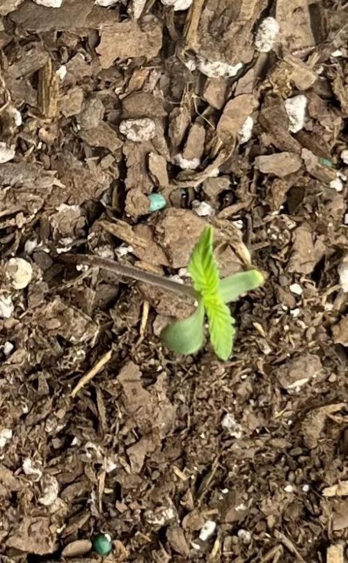 Autos 2026 first run. Week 0 - Left
Marley’s Grin