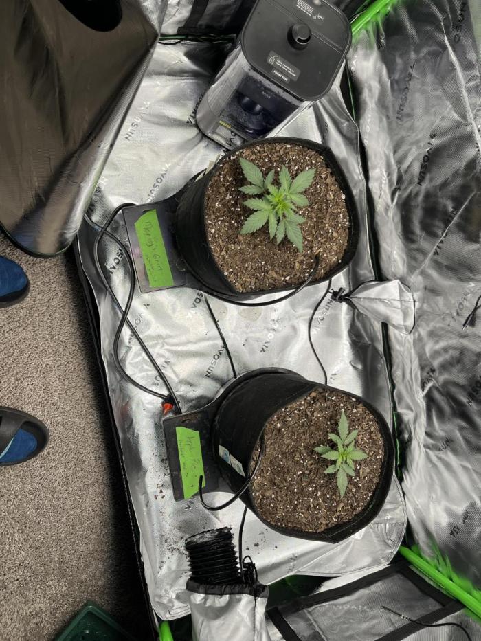 Autos 2026 first run. Week 1