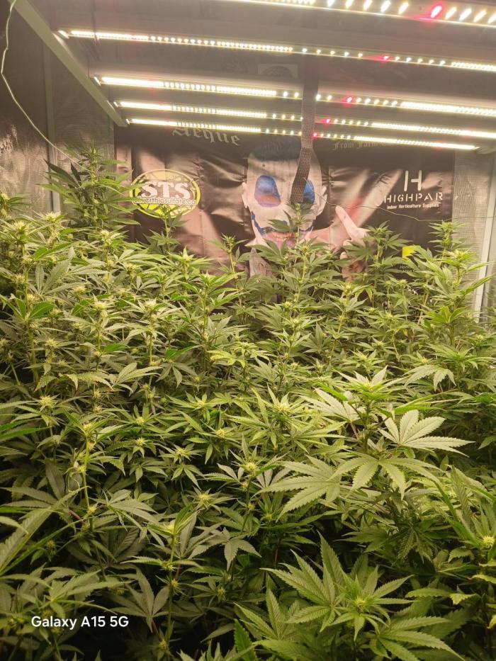 Psycho-rootz. Week 3