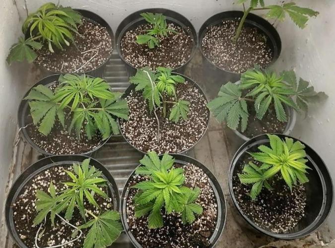 Dirty Banana GEN1. Week 0