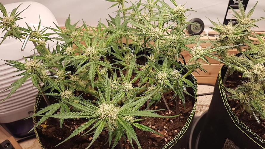 Herbstgrow