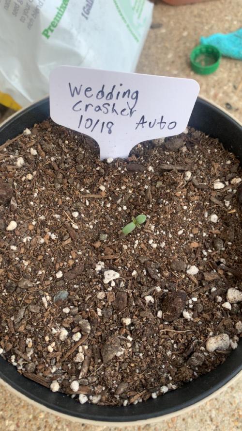 My grow for my birthday. Week 0 - Just popped out today 