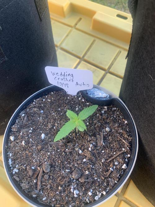 My grow for my birthday. Week 0