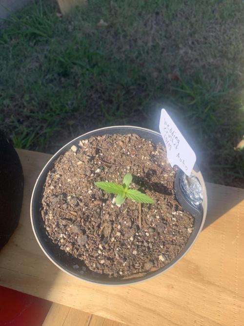 My grow for my birthday. Week 0