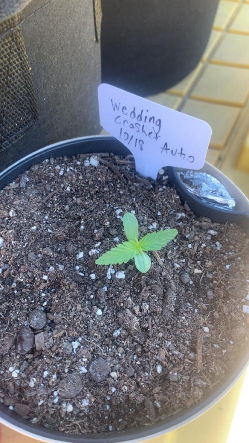 My grow for my birthday. Week 0