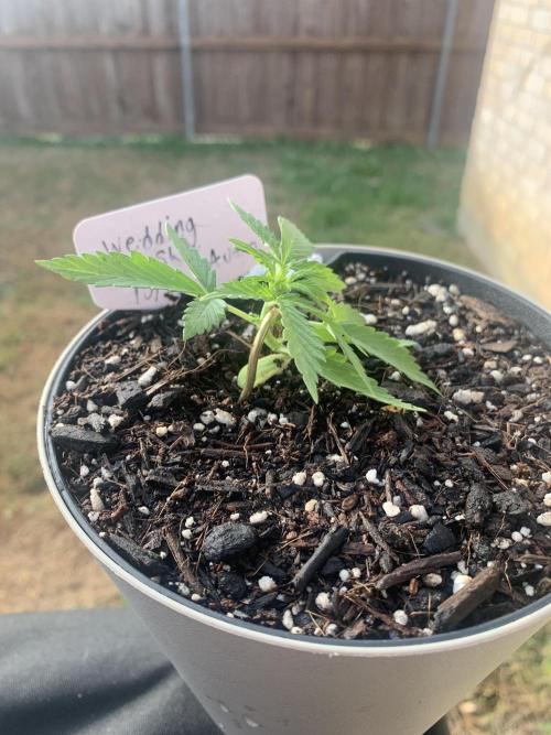 My grow for my birthday. Week 3 - Doing some lst to it