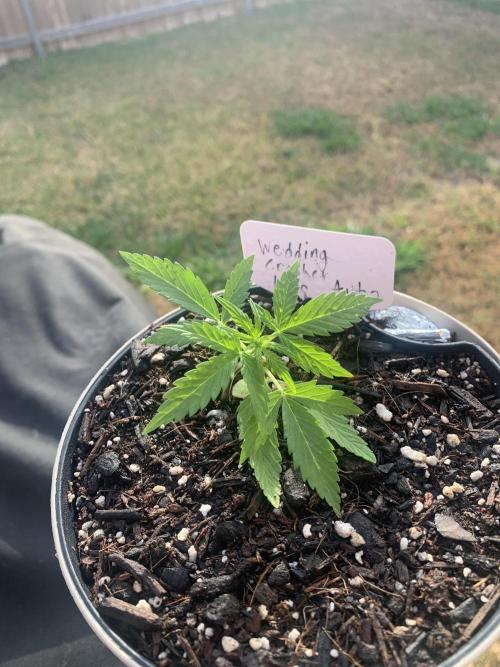 My grow for my birthday. Week 3