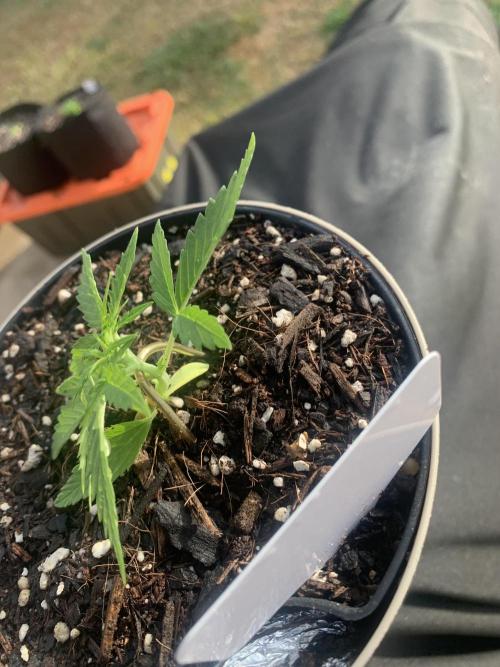 My grow for my birthday. Week 3