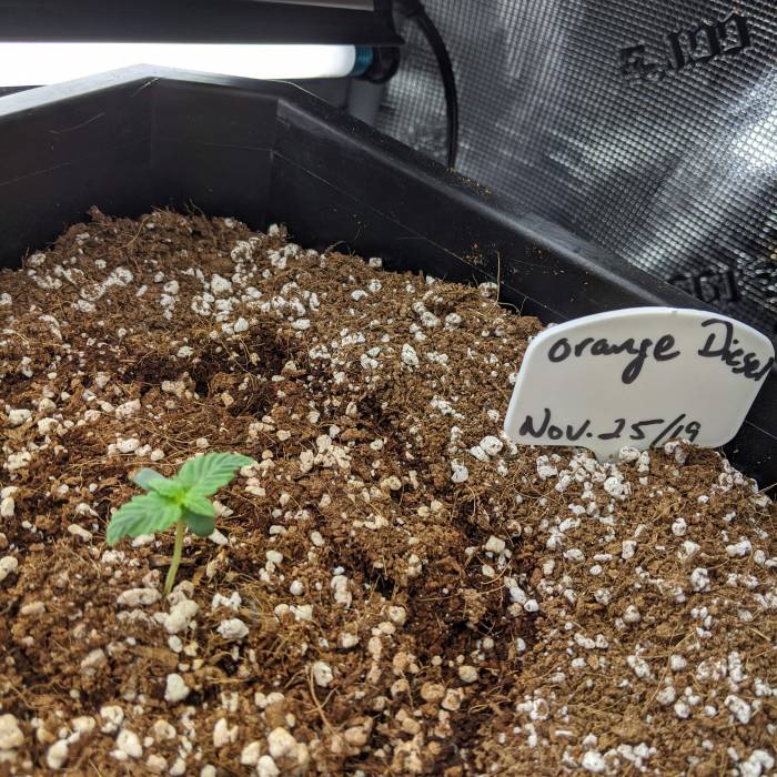 Mephisto OD. Week 1 - Happy little lady!