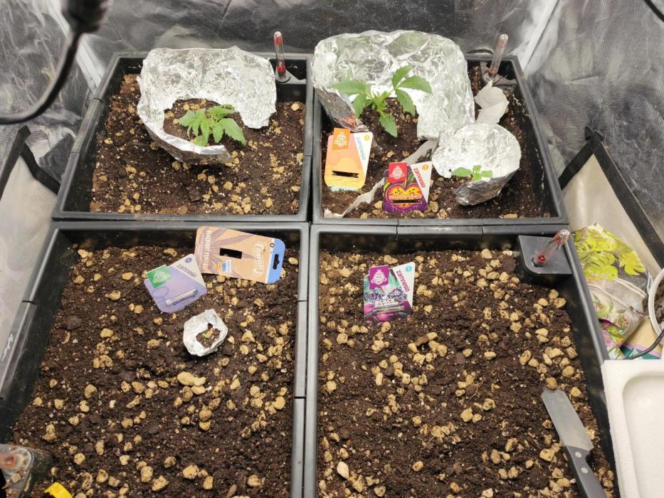 5 FEMS AND A TENT | IAA BAP ORGANIC UVB. Week 3 - 4 different stage, because seeds Had genetical probs