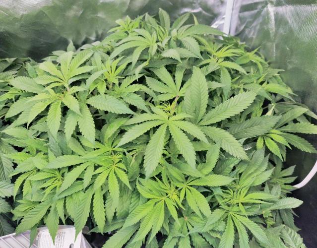 5 FEMS AND A TENT | IAA BAP ORGANIC UVB. Week 8 - Melon Gum (Pure Instinto)
*11.01.2026