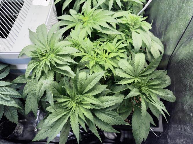 5 FEMS AND A TENT | IAA BAP ORGANIC UVB. Week 8 - Black Diamond (Zamnesia seeds)
*31.01.2026 (Backup seed..)