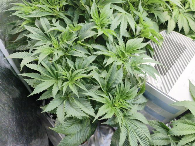 5 FEMS AND A TENT | IAA BAP ORGANIC UVB. Week 8 - Passion Fruitz (Zamnesia seeds)
*18.01.2026
(One seed died)