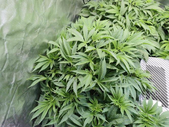 5 FEMS AND A TENT | IAA BAP ORGANIC UVB. Week 8 - Sunset Sherbet (Zamnesia seeds)
*11.01.2026