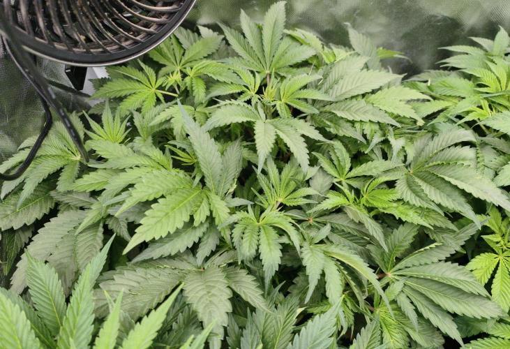5 FEMS AND A TENT | IAA BAP ORGANIC UVB. Week 8 - Blueberry Pancake (Humboldt seeds EU)
*31.01.26 (2 seeds gentical problems)