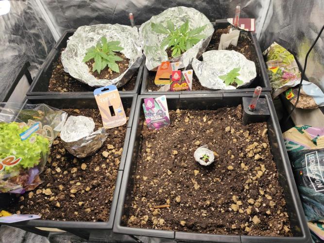 5 FEMS AND A TENT | IAA BAP ORGANIC UVB. Week 4