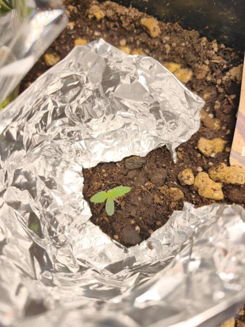 5 FEMS AND A TENT | IAA BAP ORGANIC UVB. Week 4