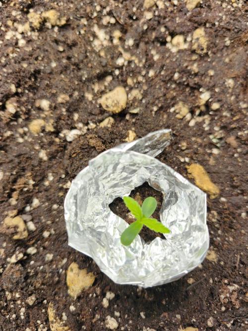 5 FEMS AND A TENT | IAA BAP ORGANIC UVB. Week 4