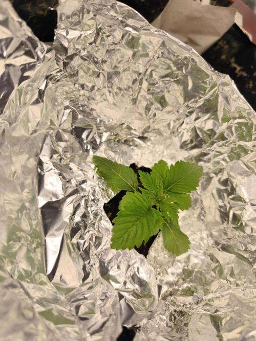5 FEMS AND A TENT | IAA BAP ORGANIC UVB. Week 4