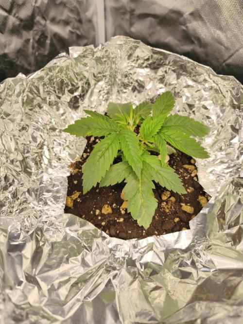 5 FEMS AND A TENT | IAA BAP ORGANIC UVB. Week 4