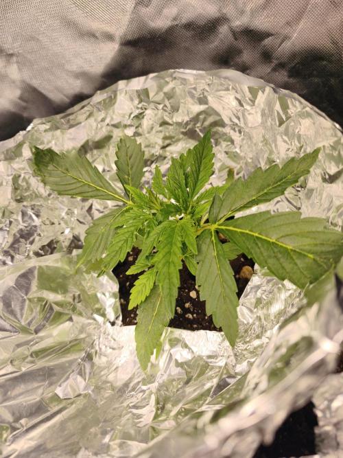 5 FEMS AND A TENT | IAA BAP ORGANIC UVB. Week 4