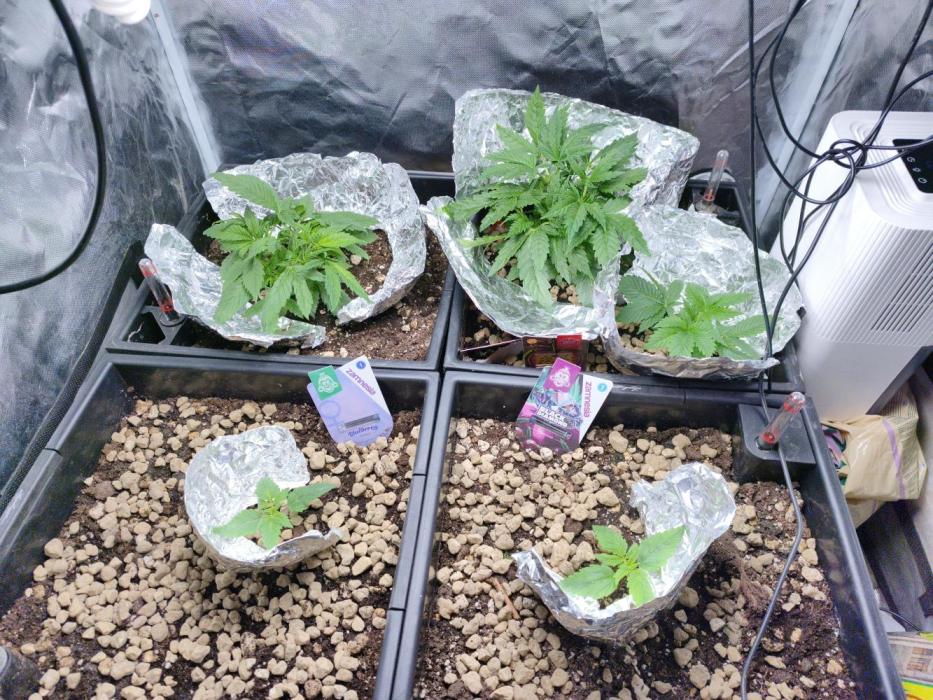 5 FEMS AND A TENT | IAA BAP ORGANIC UVB. Week 5