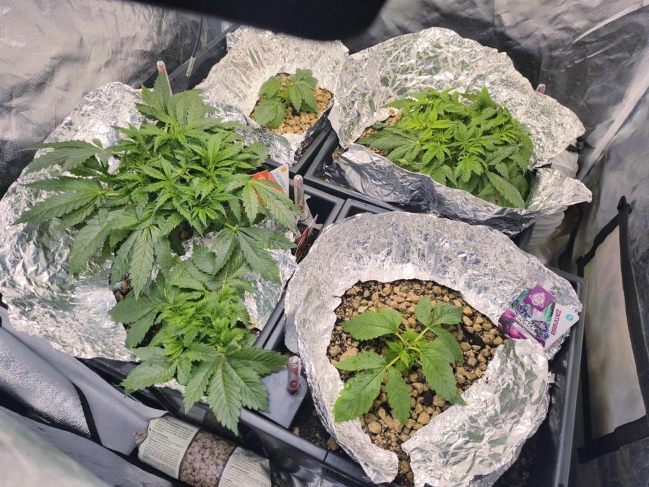 5 FEMS AND A TENT | IAA BAP ORGANIC UVB. Week 6