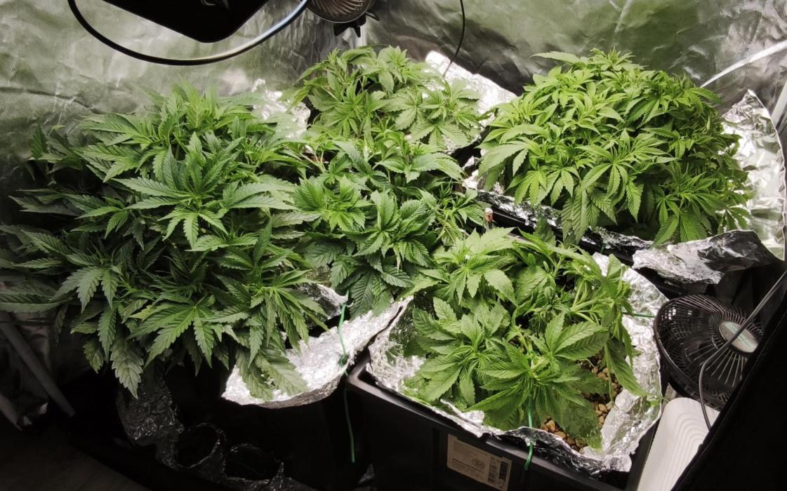 5 FEMS AND A TENT | IAA BAP ORGANIC UVB. Week 7
