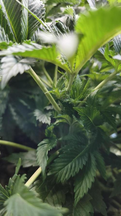 5 FEMS AND A TENT | IAA BAP ORGANIC UVB. Week 8 - Passion Fruitz 