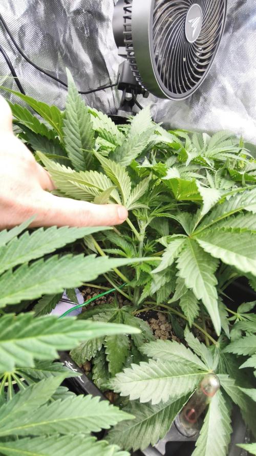 5 FEMS AND A TENT | IAA BAP ORGANIC UVB. Week 8 - Blueberry Pancake 