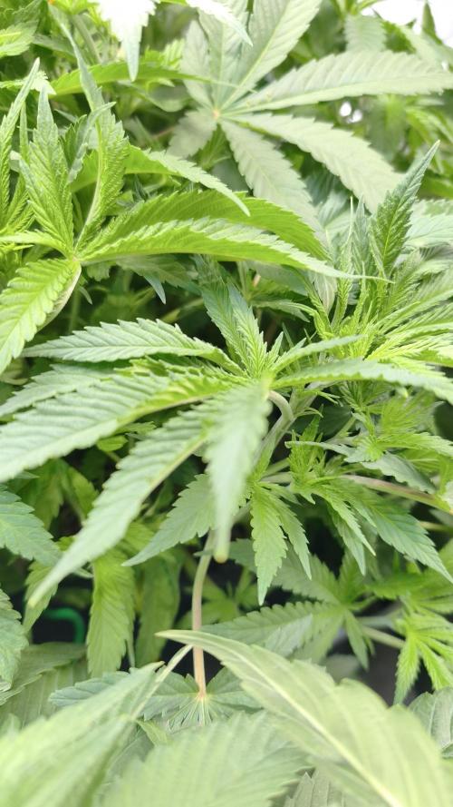 5 FEMS AND A TENT | IAA BAP ORGANIC UVB. Week 8 - Melon Gum 