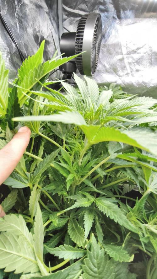 5 FEMS AND A TENT | IAA BAP ORGANIC UVB. Week 8 - Sunset Sherbet 
