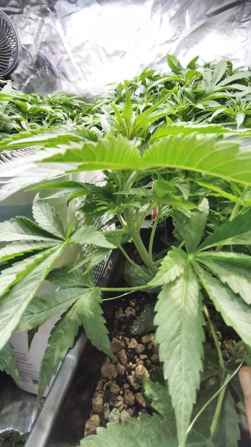 5 FEMS AND A TENT | IAA BAP ORGANIC UVB. Week 8 - Black Diamond 