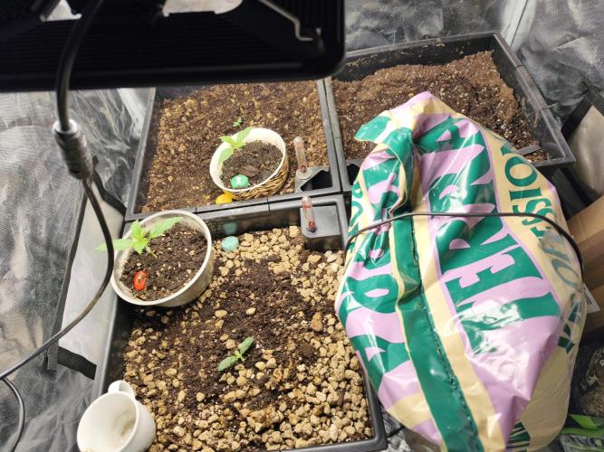 5 FEMS AND A TENT | IAA BAP ORGANIC UVB. Week 2