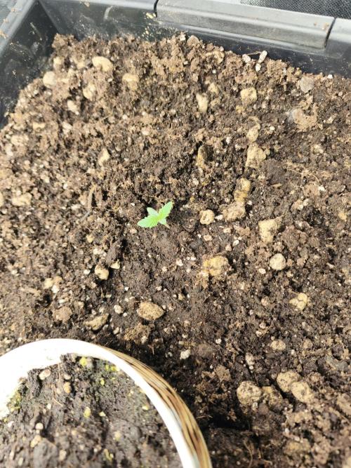 5 FEMS AND A TENT | IAA BAP ORGANIC UVB. Week 2 - Passion Fruitz 