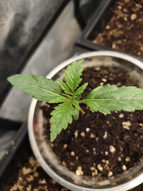 5 FEMS AND A TENT | IAA BAP ORGANIC UVB. Week 2 - Sunset Sherbet 