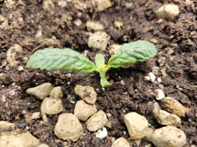 5 FEMS AND A TENT | IAA BAP ORGANIC UVB. Week 2 - Blueberry Cripple from Humboldt (third seed was already placed next to it) 