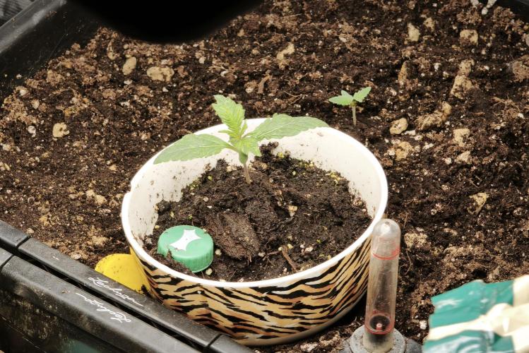 5 FEMS AND A TENT | IAA BAP ORGANIC UVB. Week 2 - Melon Gum 