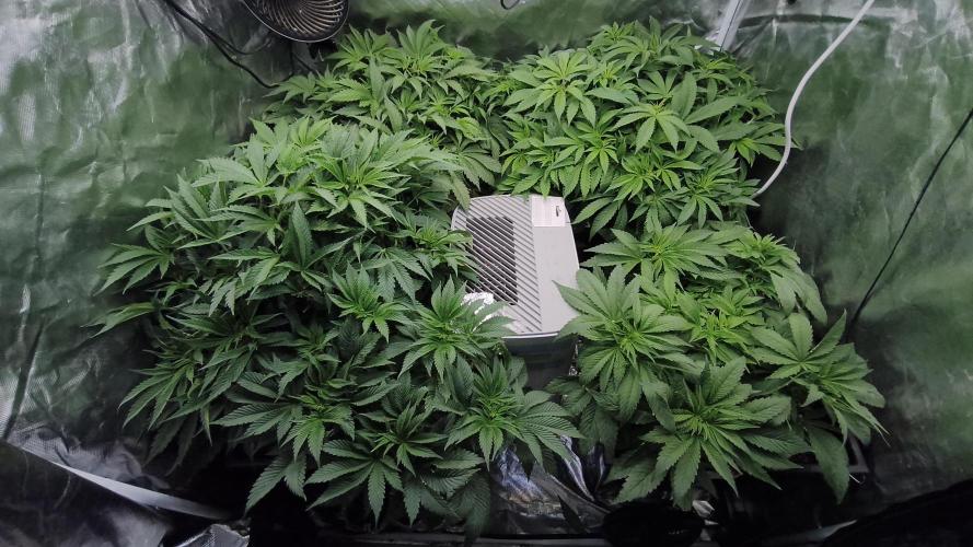 5 FEMS AND A TENT | IAA BAP ORGANIC UVB. Week 8