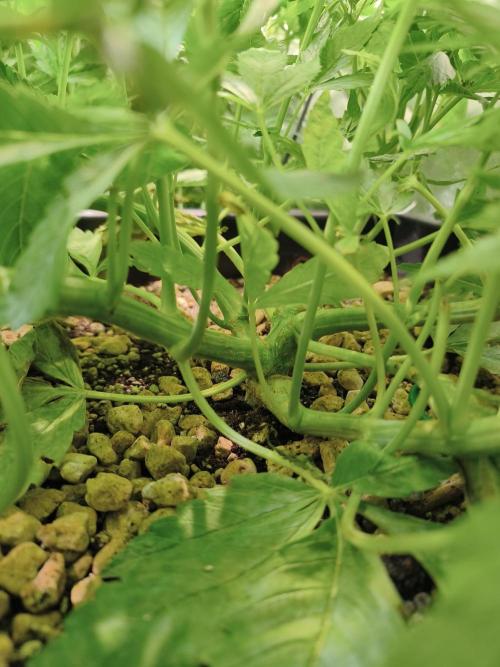 5 FEMS AND A TENT | IAA BAP ORGANIC UVB. Week 9 - Black Diamond 