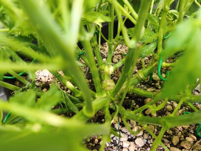 5 FEMS AND A TENT | IAA BAP ORGANIC UVB. Week 9 - Melon Gum 