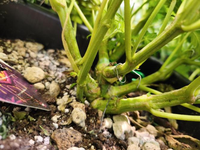 5 FEMS AND A TENT | IAA BAP ORGANIC UVB. Week 9 - Passion Fruitz 