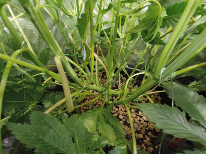 5 FEMS AND A TENT | IAA BAP ORGANIC UVB. Week 9 - Blueberry Pancake 