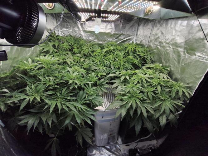 5 FEMS AND A TENT | IAA BAP ORGANIC UVB. Week 9