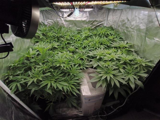 5 FEMS AND A TENT | IAA BAP ORGANIC UVB. Week 9 - After BAP usage - the plants are much more active as visible (evening)