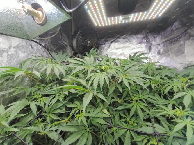 5 FEMS AND A TENT | IAA BAP ORGANIC UVB. Week 10 - Blueberry PC