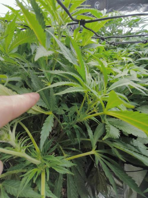 5 FEMS AND A TENT | IAA BAP ORGANIC UVB. Week 10