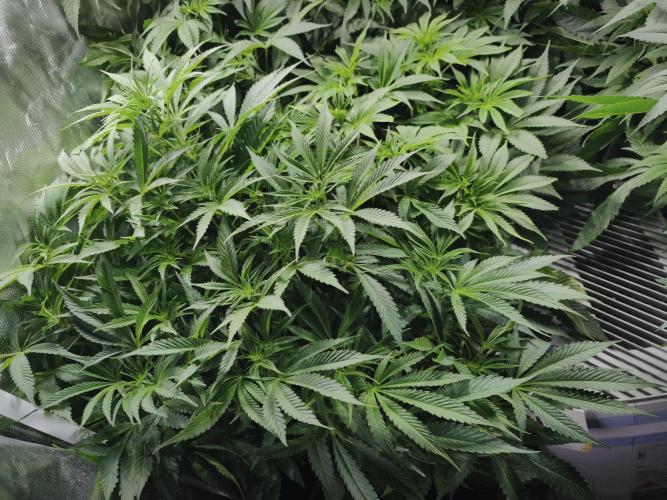 5 FEMS AND A TENT | IAA BAP ORGANIC UVB. Week 10 - Sunset Sherbet 
